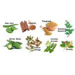 Natural plant extract -TNV Biochem